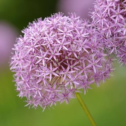 Natural active Garlic